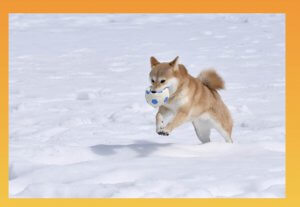 正しい代替テキストの記入例「犬がボールを咥えながら雪の中を走っている」
